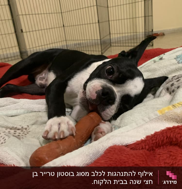 כלב נושך צעצוע בתוך כלוב אימון